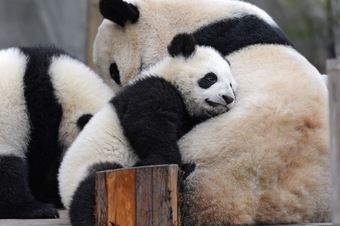 恋するパンダは性欲が強い 動物園のパンダ 恋愛結婚 で繁殖率アップ 脇道コーヒーハウス